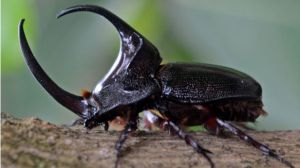 Rhinoceros_Beetle